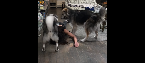 Хозяйка упала в обморок, чтобы проверить реакцию своих собак – видео - Sputnik Грузия