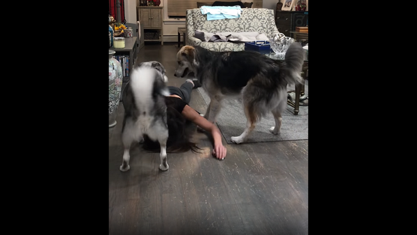 Хозяйка упала в обморок, чтобы проверить реакцию своих собак – видео - Sputnik Грузия