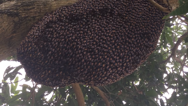 Защитный механизм пчелиного роя от ос удивил пользователей Сети – видео - Sputnik Грузия
