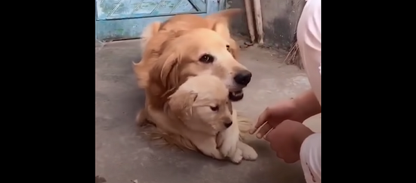 У собаки попытались забрать единственного щенка, но она не позволила – трогательное видео - Sputnik Грузия