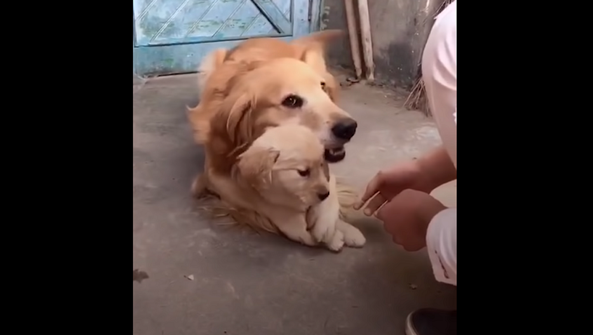 Трогательные видео про. Собака защищает своих щенков.
