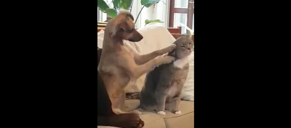 Щенок учится у хозяина гладить кошку – милое видео - Sputnik Грузия