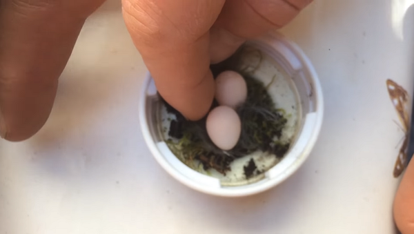 Мужчина нашел в саду яйца размером с ноготок и сотворил настоящее чудо – видео - Sputnik Грузия