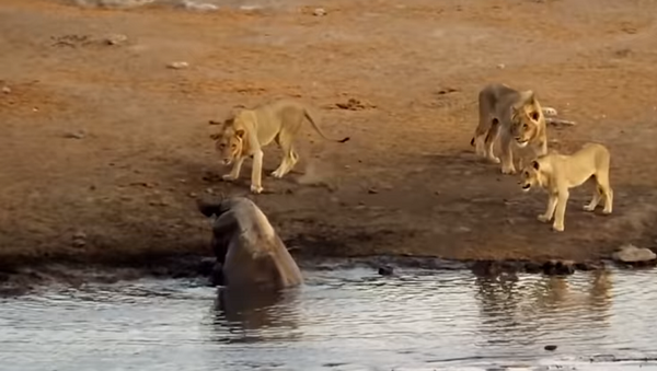 Носорог дал отпор трем львам, будучи застрявшим в грязи – видео - Sputnik Грузия