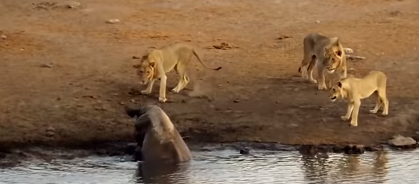 სამი ლომისა და ტალახში გაჭედილი მარტორქის შერკინება - ვიდეო - Sputnik საქართველო