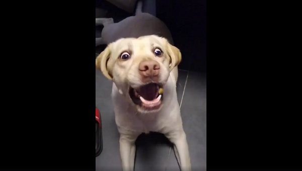 Замедленная съемка показала во всей красе эмоции собаки после ее неудачи – видео - Sputnik Грузия