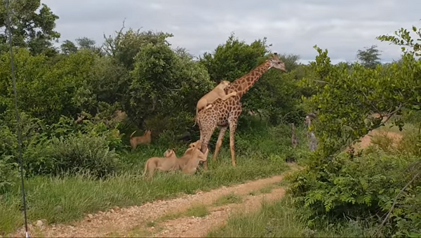 Шесть львов напали на жирафа, но он им так просто не дался – видео - Sputnik Грузия