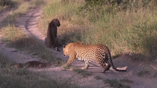 Леопард набросился на своего сородича, зашедшего в гости – видео - Sputnik Грузия