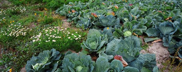 კომბოსტო - Sputnik საქართველო