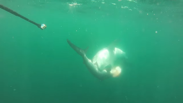 Тигровая акула напала молот-рыбу – видео ожесточенной схватки - Sputnik Грузия