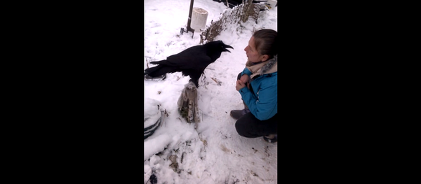 Вася хочет кушать: говорящий ворон не умолкает ни на секунду – видео - Sputnik Грузия