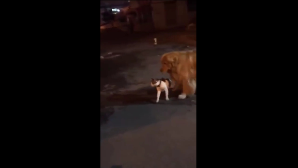 Собака спасает разъяренного кота от намечающейся драки – видео - Sputnik Грузия
