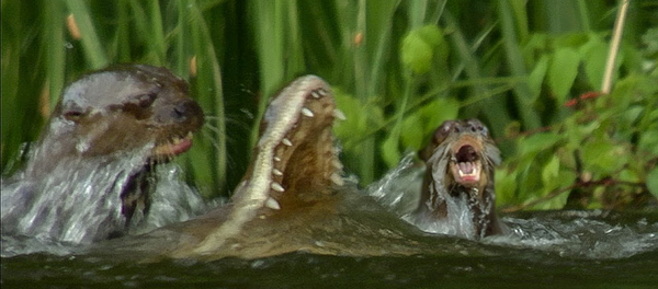 Семья выдр убила крокодила, напавшего на одну из них – видео - Sputnik Грузия