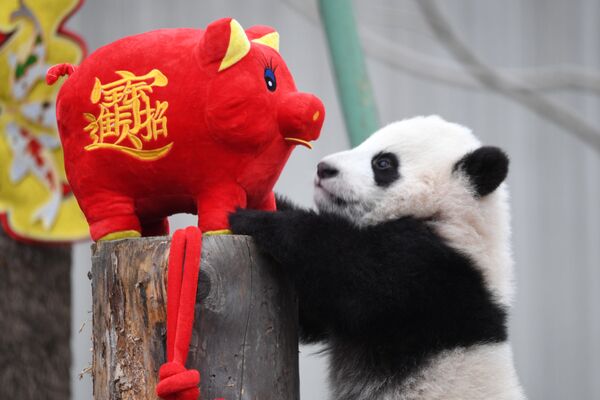 Детеныш панды рядом с мягкой игрушкой свиньи в честь наступающего Китайского Нового года в биосферном заповеднике Волонг, провиция Сычуань - Sputnik Грузия