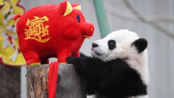 Детеныш панды рядом с мягкой игрушкой свиньи в честь наступающего Китайского Нового года в биосферном заповеднике Волонг, провиция Сычуань - Sputnik Грузия