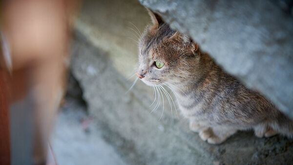 Домашние животные. Уличная кошка, обитающая у входа в одно из городских кафе - Sputnik Грузия
