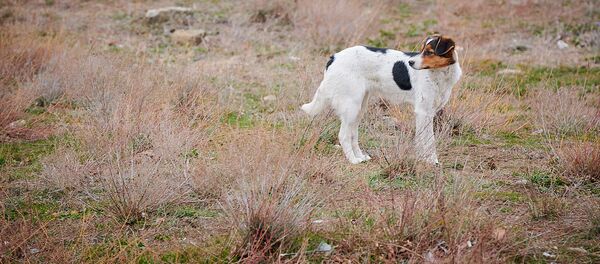 ძაღლი ძაღლი - Sputnik საქართველო