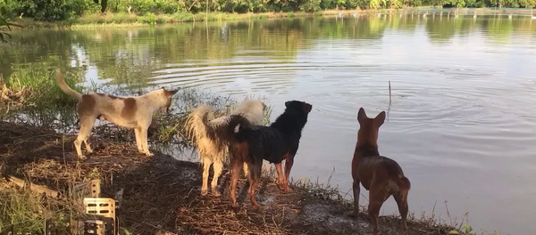 Парень решил разыграть своих четвероногих друзей, и у него получилось – видео Парень решил разыграть своих четвероногих друзей, и у него получилось – видео - Sputnik Грузия
