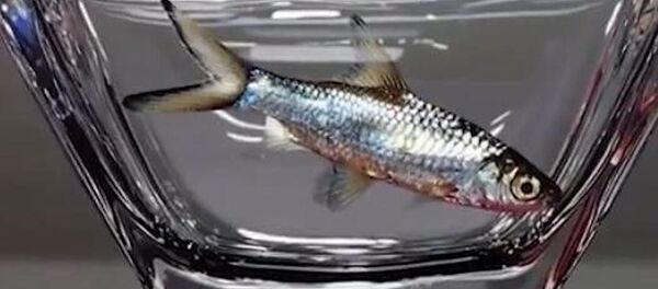 Как живая: гиперреалистичная картина корейского художника - Sputnik Грузия