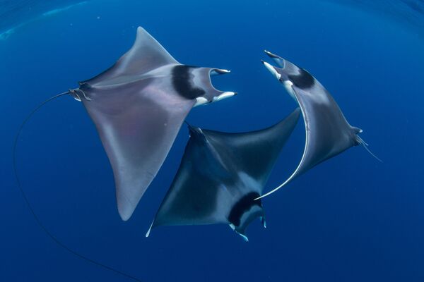 Лучшим подводным фото был признан снимок Дункана Мюрелла Балет морских дьяволов - Sputnik Грузия