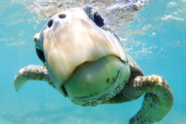 Кайлер Бадтен получила почетную награду за снимок Любопытство, на котором изображена морская зеленая черепаха - Sputnik Грузия