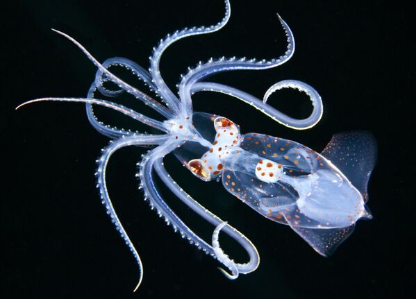 Макроснимок кальмара Ancistricheirus lesseurii  - Sputnik Грузия