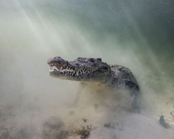 Острорылый крокодил на снимке Крок в тумане  - Sputnik Грузия