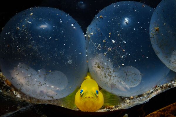 ყვითელი ლიფსიტა და კალმარის კვერცხი ფოტოზე პატარის დაბადება - Sputnik საქართველო