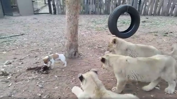 Маленький щенок смело отгоняет львят от своей еды – забавное видео - Sputnik Грузия