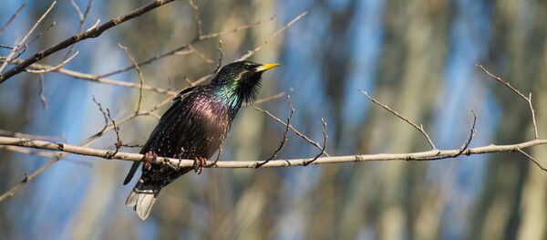 შოშია - Sputnik საქართველო