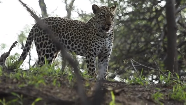 Медоед спас своего детеныша из лап леопарда и прогнал хищника – видео - Sputnik Грузия