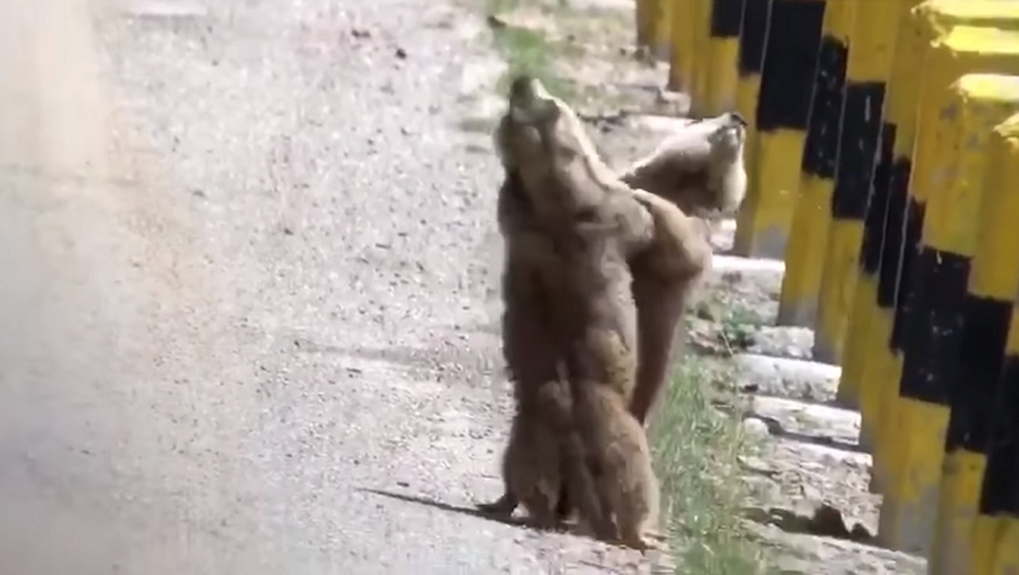 Битва за территорию популярных грызунов