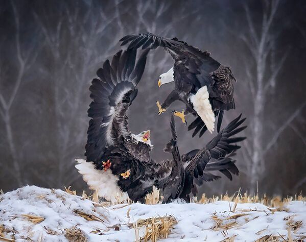 Снимок Circle of Power канадского фотографа Sandi Little из категории Natural World & Wildlife (Open), вошедший в шорт-лист фотоконкурса 2019 Sony World Photography Awards - Sputnik Грузия