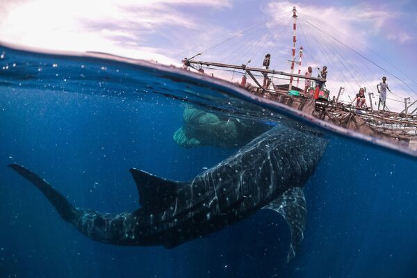 Снимок Whale Shark Encounter, Papua West, 2018 итальянского фотографа Marco Zaffignani из категории Travel  (Open), вошедший в шорт-лист фотоконкурса 2019 Sony World Photography Awards - Sputnik Грузия