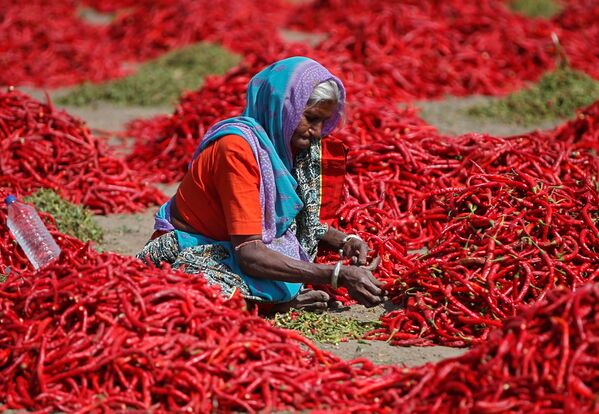 Обработка красного перца индийской крестьянкой в окрестностях Ахмадабада - Sputnik Грузия
