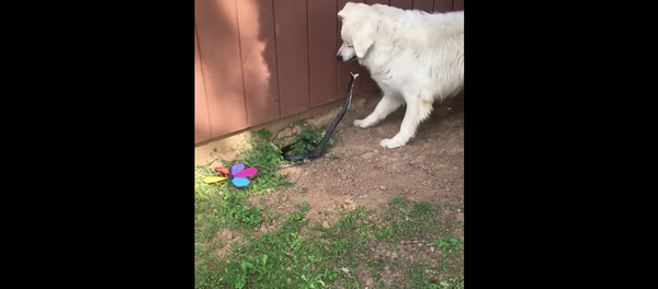 Собака решила защитить хозяйку от змеи, но сделала только хуже – смешное видео Собака решила защитить хозяйку от змеи, но сделала только хуже – смешное видео - Sputnik Грузия