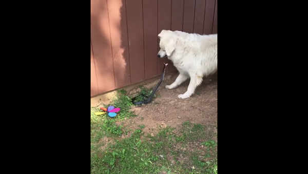 Собака решила защитить хозяйку от змеи, но сделала только хуже – смешное видео - Sputnik Грузия