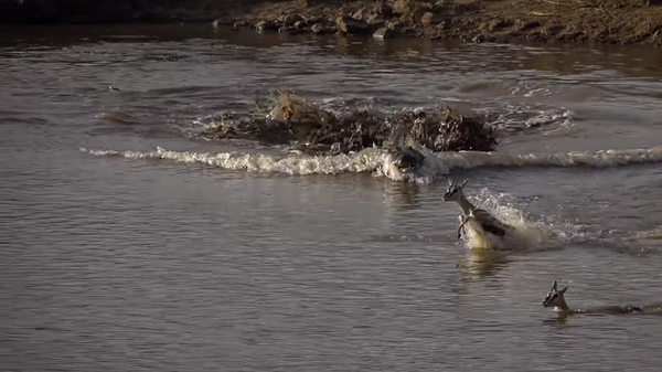 Мама антилопа принесла себя в жертву крокодилу, чтобы спасти детеныша – видео - Sputnik Грузия