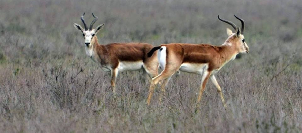 Джейраны - Sputnik Грузия