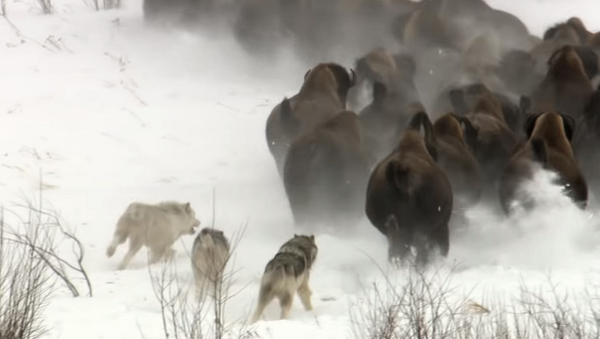 Стая волков напала на буйволов, но с ними не все так просто – видео - Sputnik Грузия