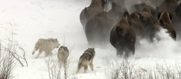 Стая волков напала на буйволов, но с ними не все так просто – видео - Sputnik Грузия