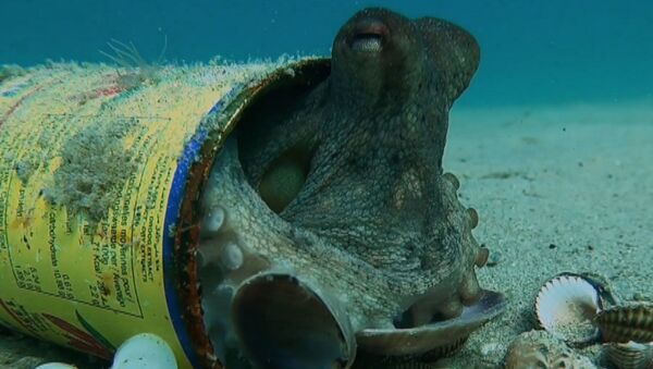 Почему осьминоги любят бутылки и мусор на морском дне - уникальное видео - Sputnik Грузия