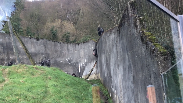 В Ирландии шимпанзе сбежали из зоопарка, использовав бревно – видео - Sputnik Грузия