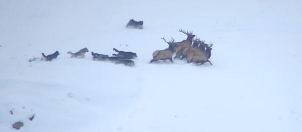 Противостояние стаи волков и оленей на заснеженном склоне горы сняли на видео - Sputnik Грузия
