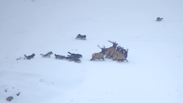 Противостояние стаи волков и оленей на заснеженном склоне горы сняли на видео - Sputnik Грузия