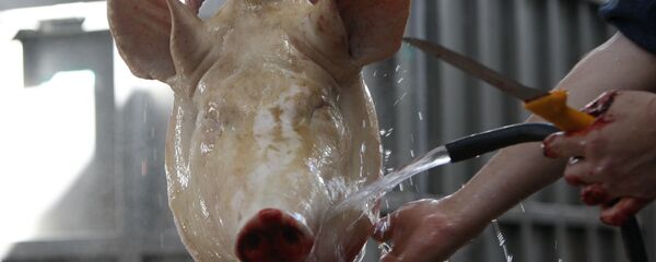 Работник разделывает свинную тушу - Sputnik Грузия