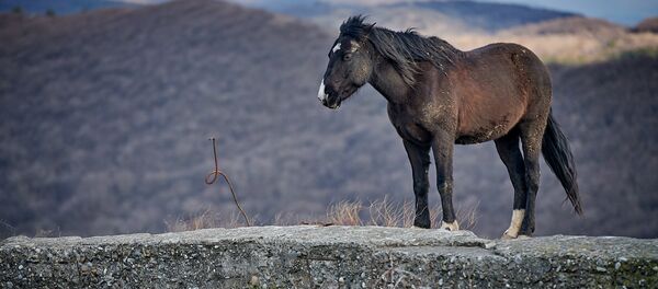 ცხენი ცხენი - Sputnik საქართველო