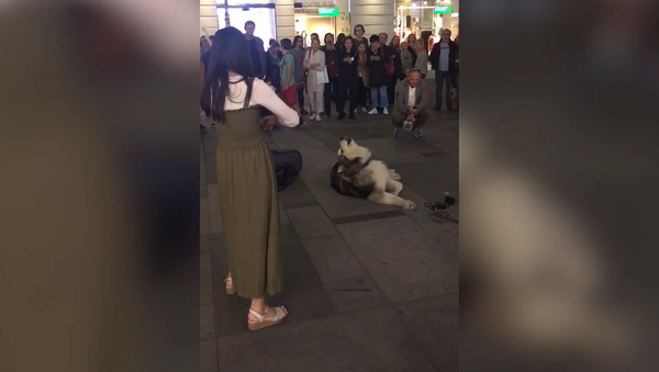 Скрипачка вместе со своим поющим псом восхитила прохожих на улицах Вены – видео - Sputnik Грузия