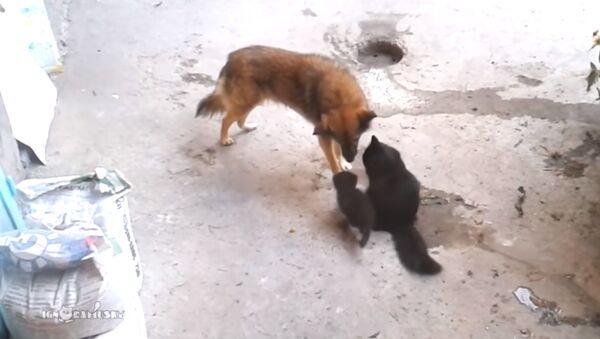 კატა ძაღლს აცნობს საკუთარ კნუტებს - წარმოუდგენელი ნდობის ვიდეო კადრები - Sputnik საქართველო