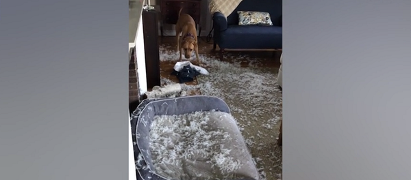 Собака устроила хозяину сюрприз и забила весь дом перьями из подушек – видео - Sputnik Грузия